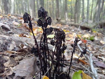 Ghost Pipe blooms that have dried. October 2020 in upstate New York