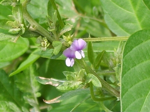 Wild Soya Bean