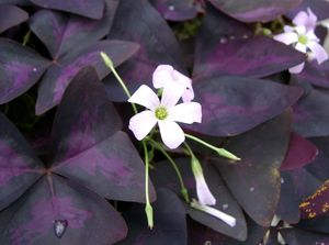 Oxalis