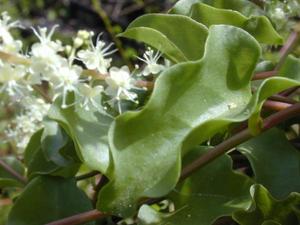 Madeira Vine