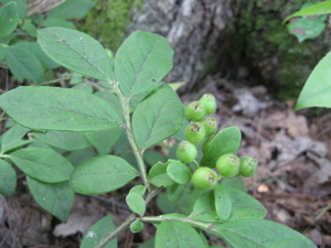 Hairy Huckleberry