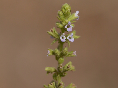 Salvia plebeia