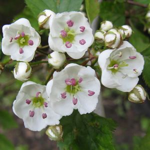 Holmes' hawthorn