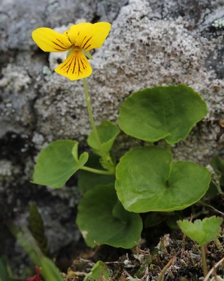 Viola biflora