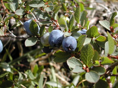 Vaccinium uliginosum