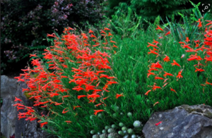 Pineleaf Penstemon