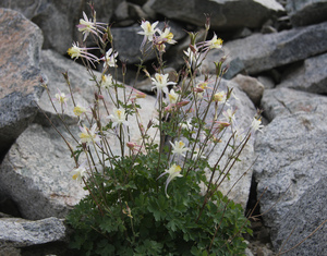 Columbine