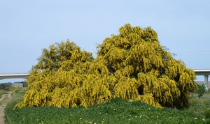 Blue-Leaved Wattle