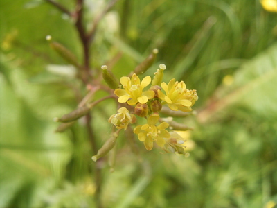 Rorippa palustris