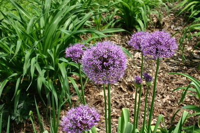 Allium aflatunense