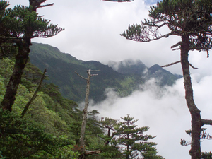 Abies delavayi