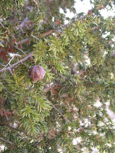 Syrian Juniper