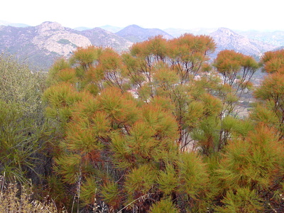 Adenostoma sparsifolium