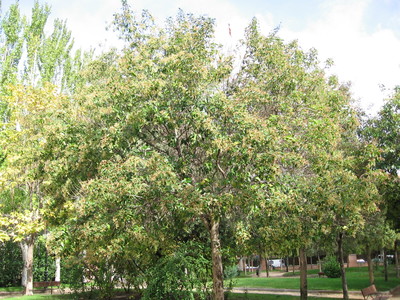 Ligustrum japonicum