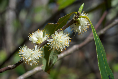 Symplocos tinctoria