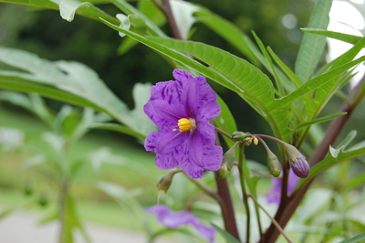 Solanum laciniatum