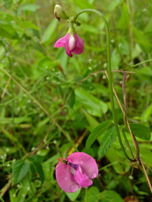 Strophostyles umbellata