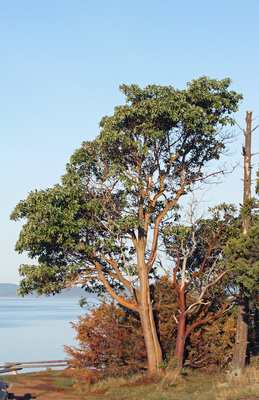 Arbutus menziesii