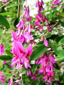 Bush clover