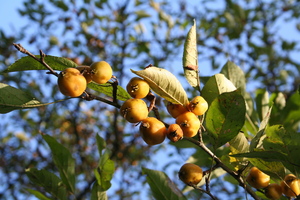 Cutleaf crab apple