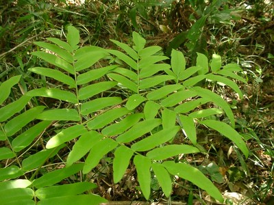 Osmunda japonica