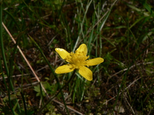 Western Buttercup