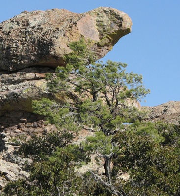 Pinus leiophylla