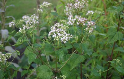 Ageratina altissima