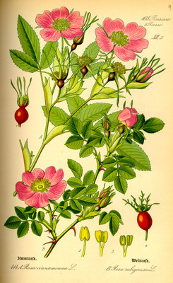 Rosa majalis