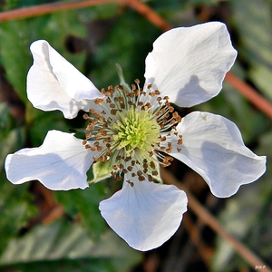 Southern Dewberry