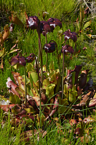Pitcher Plant