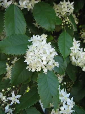 Hoheria populnea