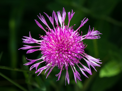 Centaurea jacea