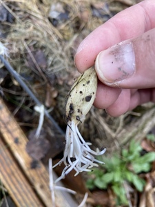 Root growth as already started!