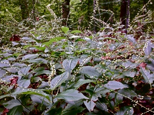 jumpseed, knotweed