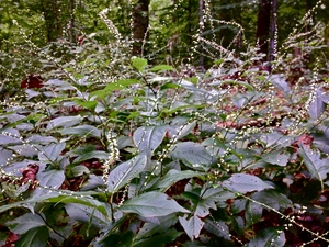 jumpseed, knotweed