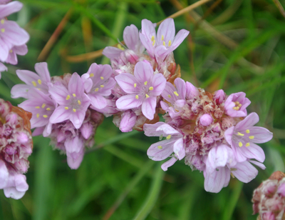 Armeria maritima