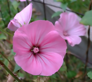 Annual mallow