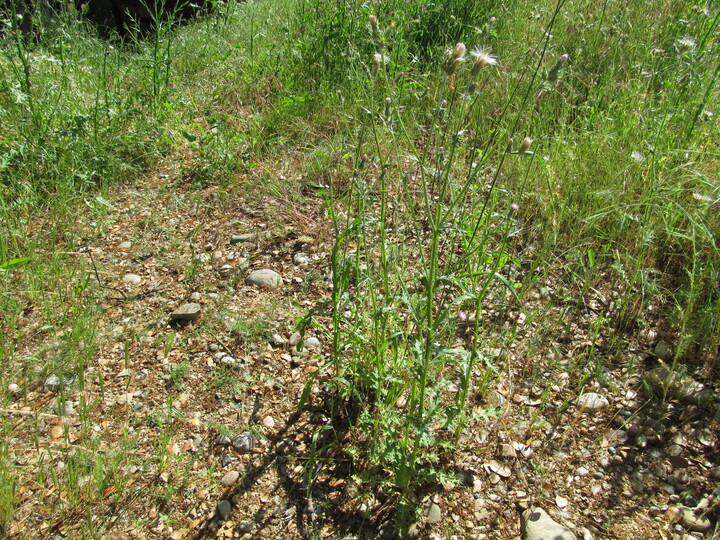 Thistle and rocks.  This kind of land would discourage some people, but I see resource: plenty of rocks and rich loam.  Lots of green biomass to compost.  I love it.