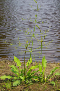 Great Water Plantain