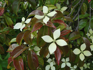 Cornus elliptica