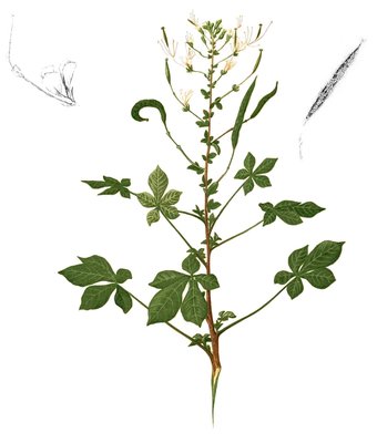 Cleome gynandra