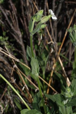 Silene latifolia