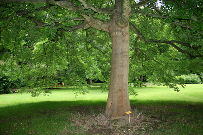 Fraxinus latifolia