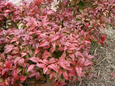 Nandina domestica