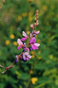 Showy tick-trefoil