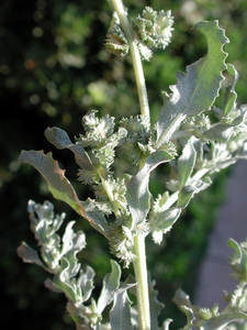 Wheelscale Saltbush