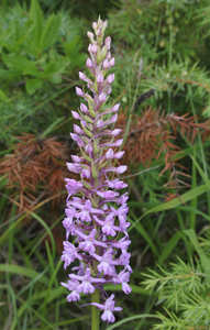 Fragrant Orchid