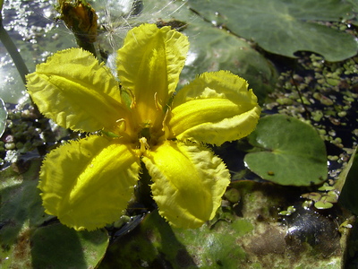 Nymphoides peltata