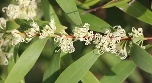 willow-leaved hakea